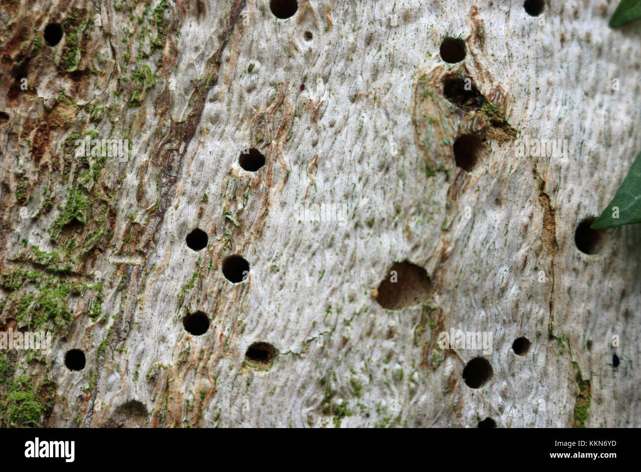 Insect exit holes, probably made by beetles, in a piece of dead wood
