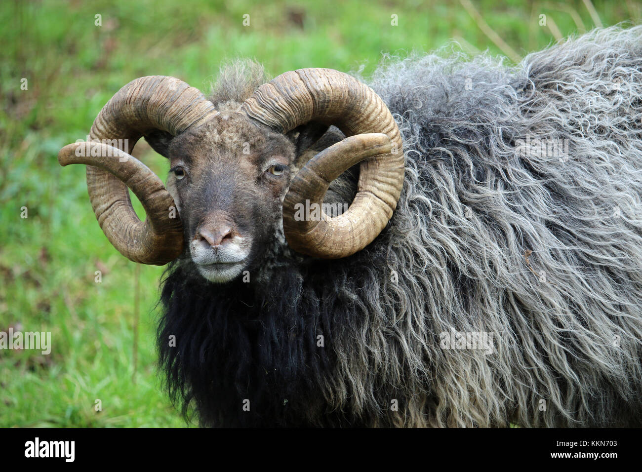 Rare breed sheep with a dark brown head, white nose, curled horns and a