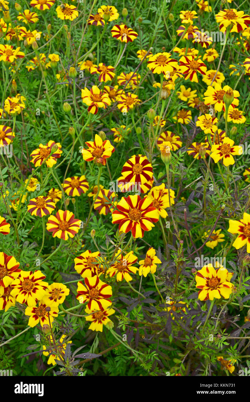 Close up of colourful flowering Tagetes patula 'Jolly Jester' in a country garden Stock Photo