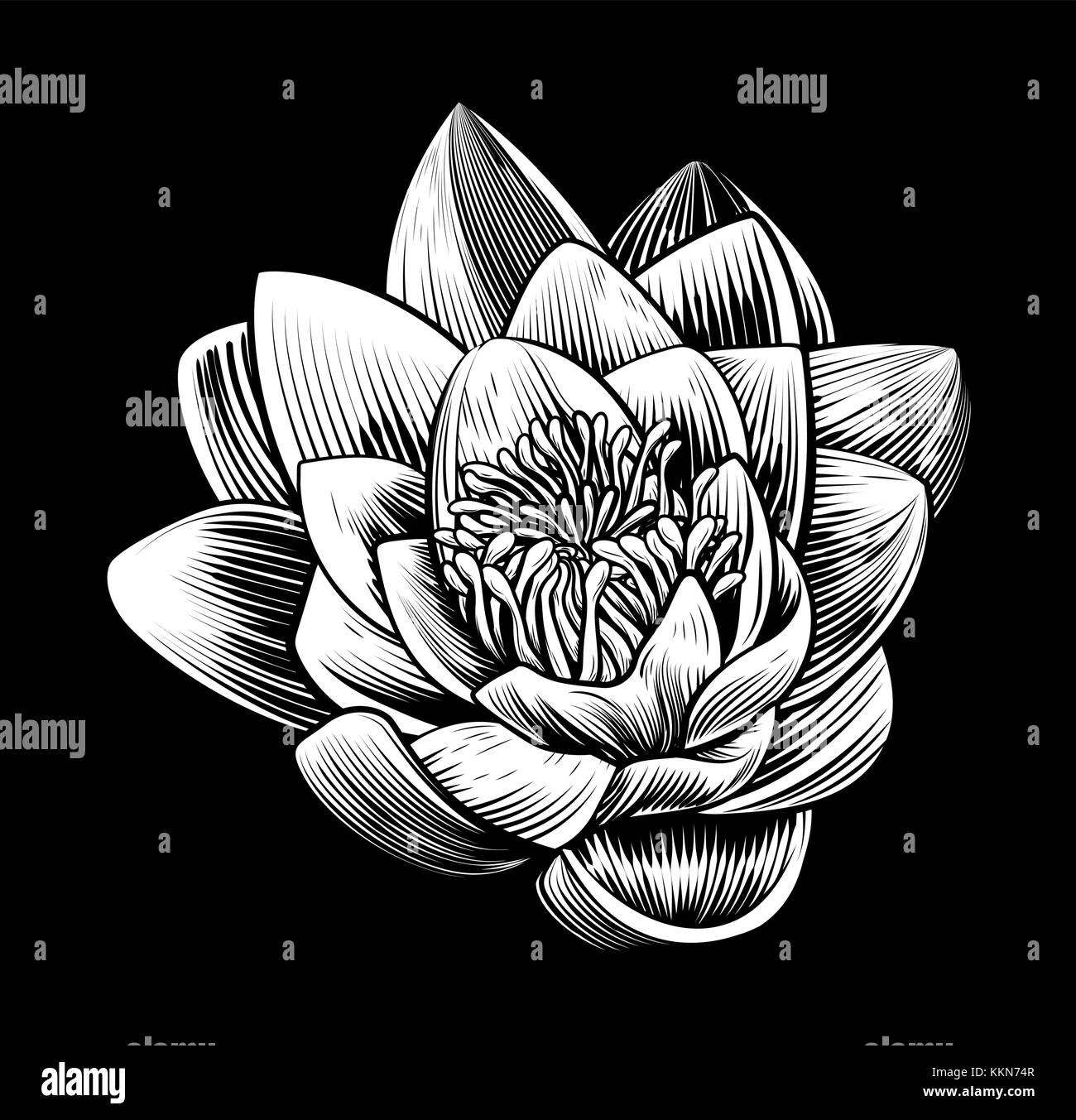 Water Lily Lotus Flower Vintage Style Woodcut Stock Vector