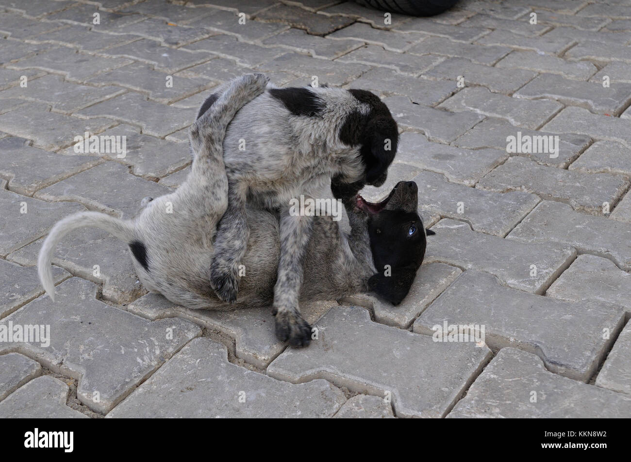 puppy sibling games Stock Photo
