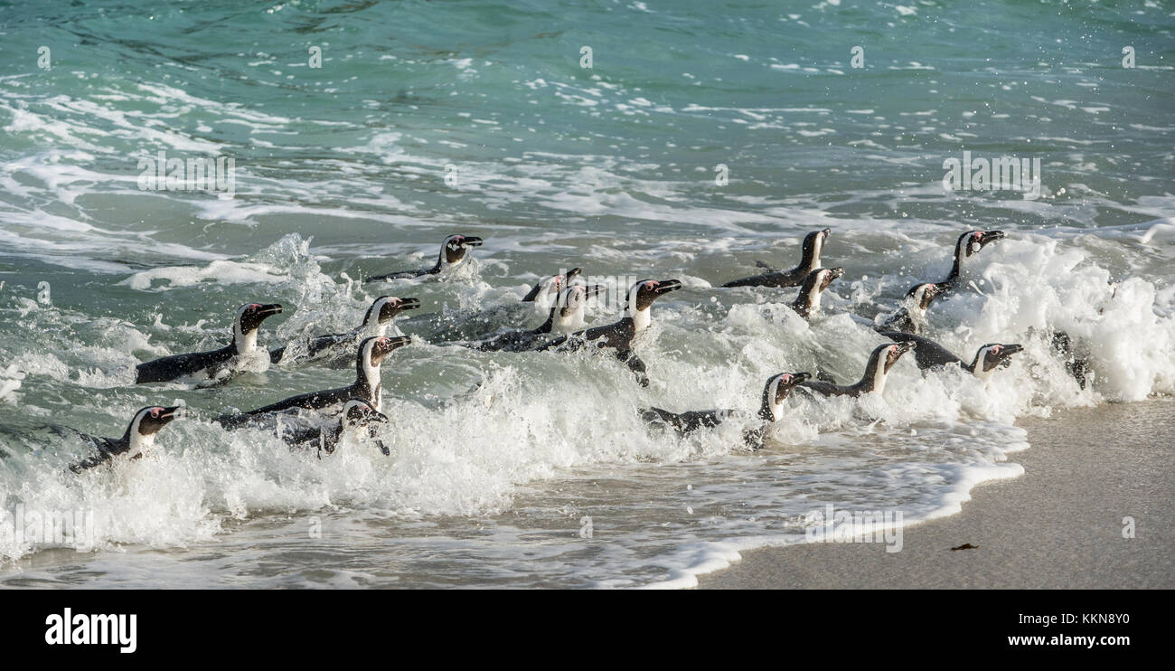 African penguins swim in the blue water of the ocean and foam of the surf.African penguin (Spheniscus demersus) also known as the jackass penguin and  Stock Photo