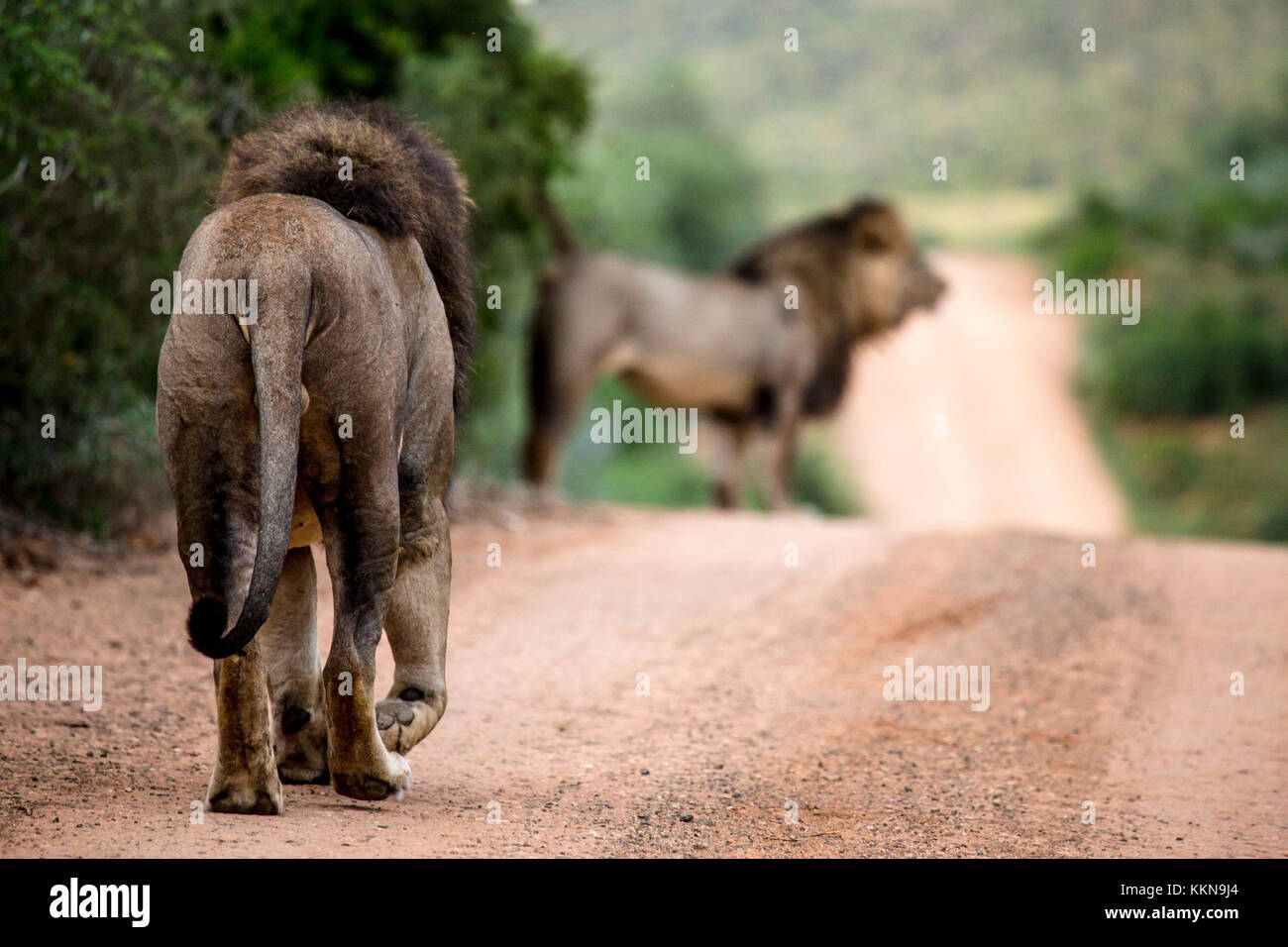 Addo Elephant National Park Stock Photo