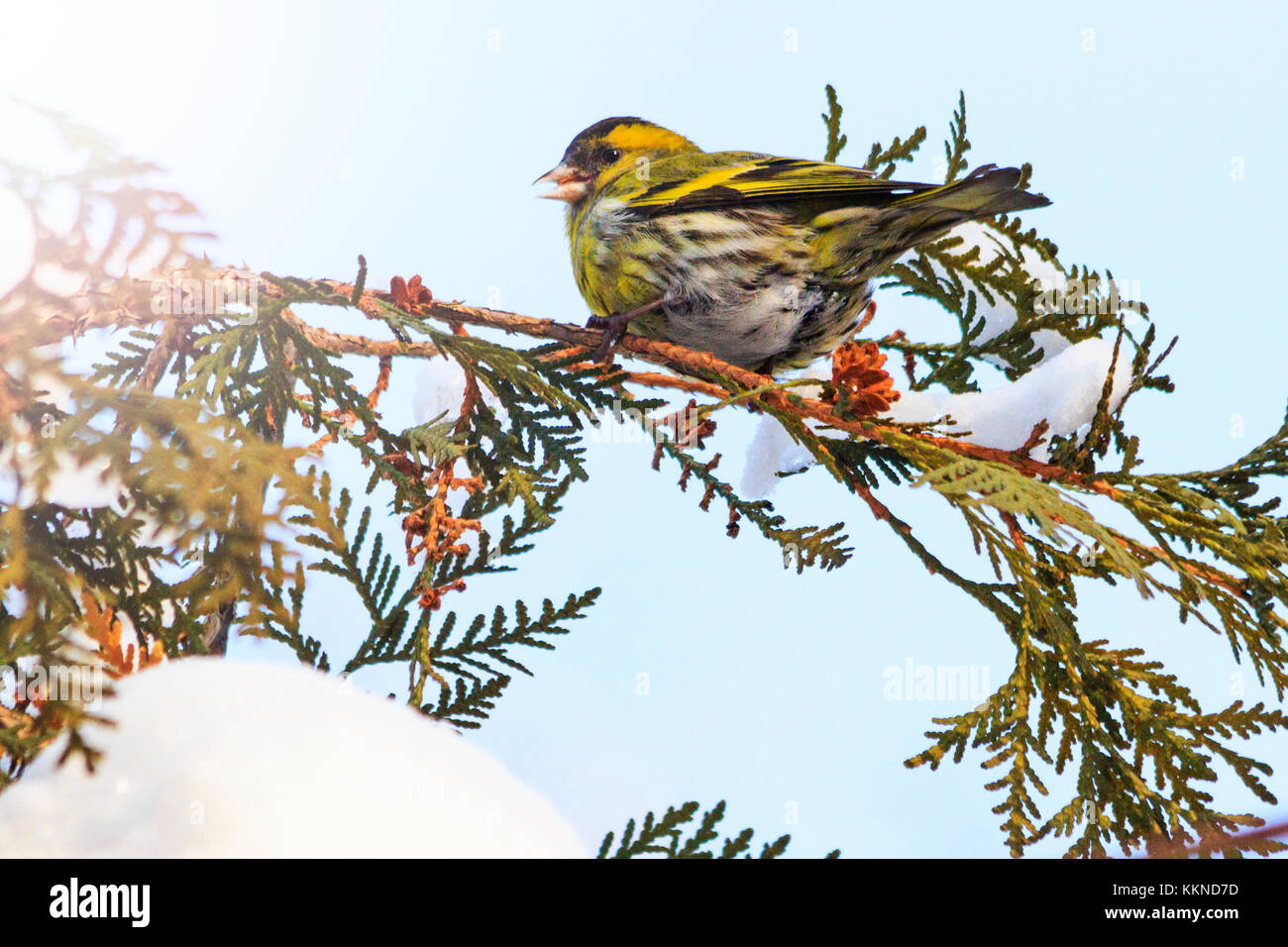 siskin sits on a snowy branch in winter with sunny hotspot Stock Photo