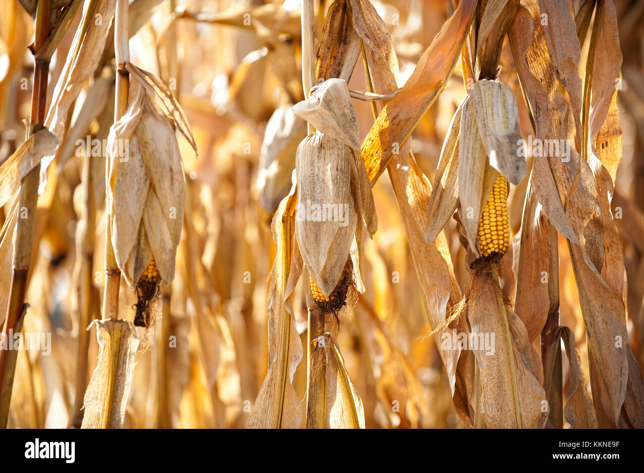 HARVEST READY CORN STANDING IN FIELD IN UTICA, MINNESOTA Stock Photo