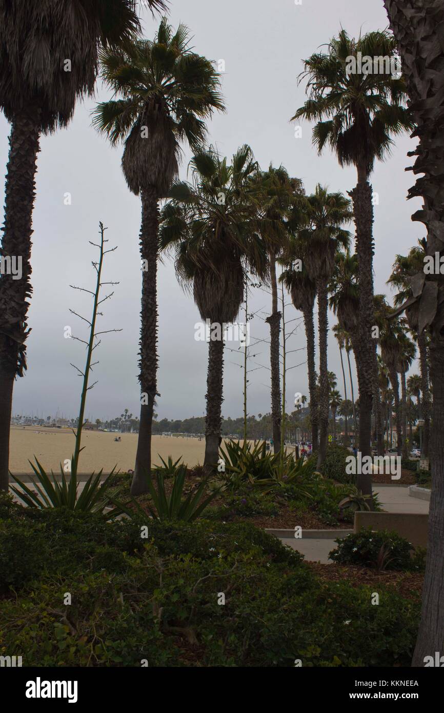 SANTA BARBARA, USA - AUG 15 2014: Grey day in Santa Barbara, California. View of the beach with its palms and ocean in the background Stock Photo