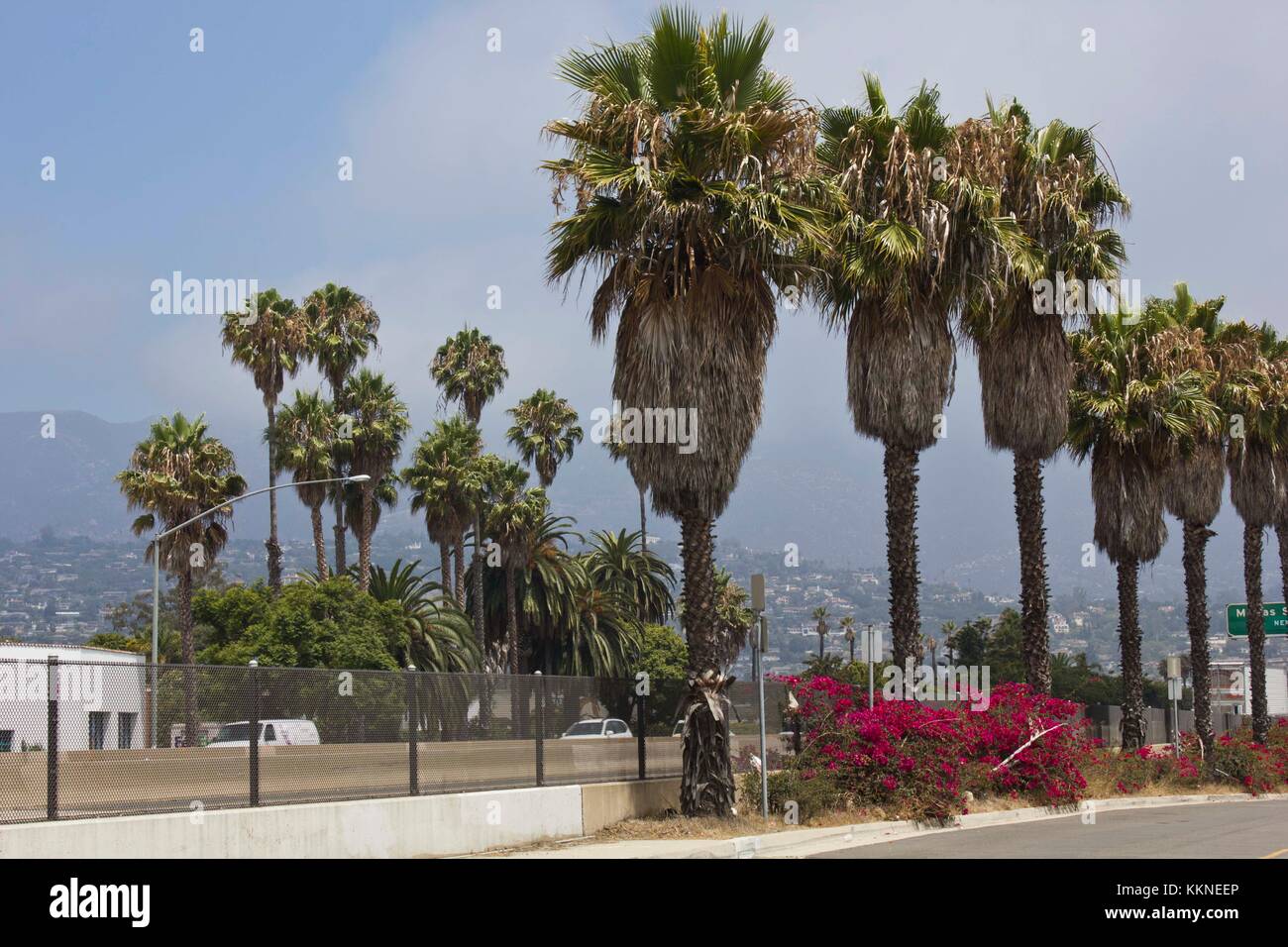 SANTA BARBARA, USA - AUG 15 2014: Plams tree and flowers in Santa Barbara, California, along the street Stock Photo