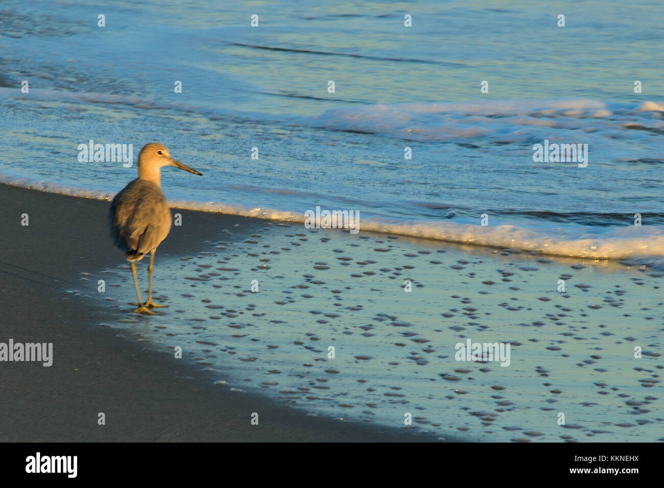 Sandpiper keeps an eye on the surf Stock Photo