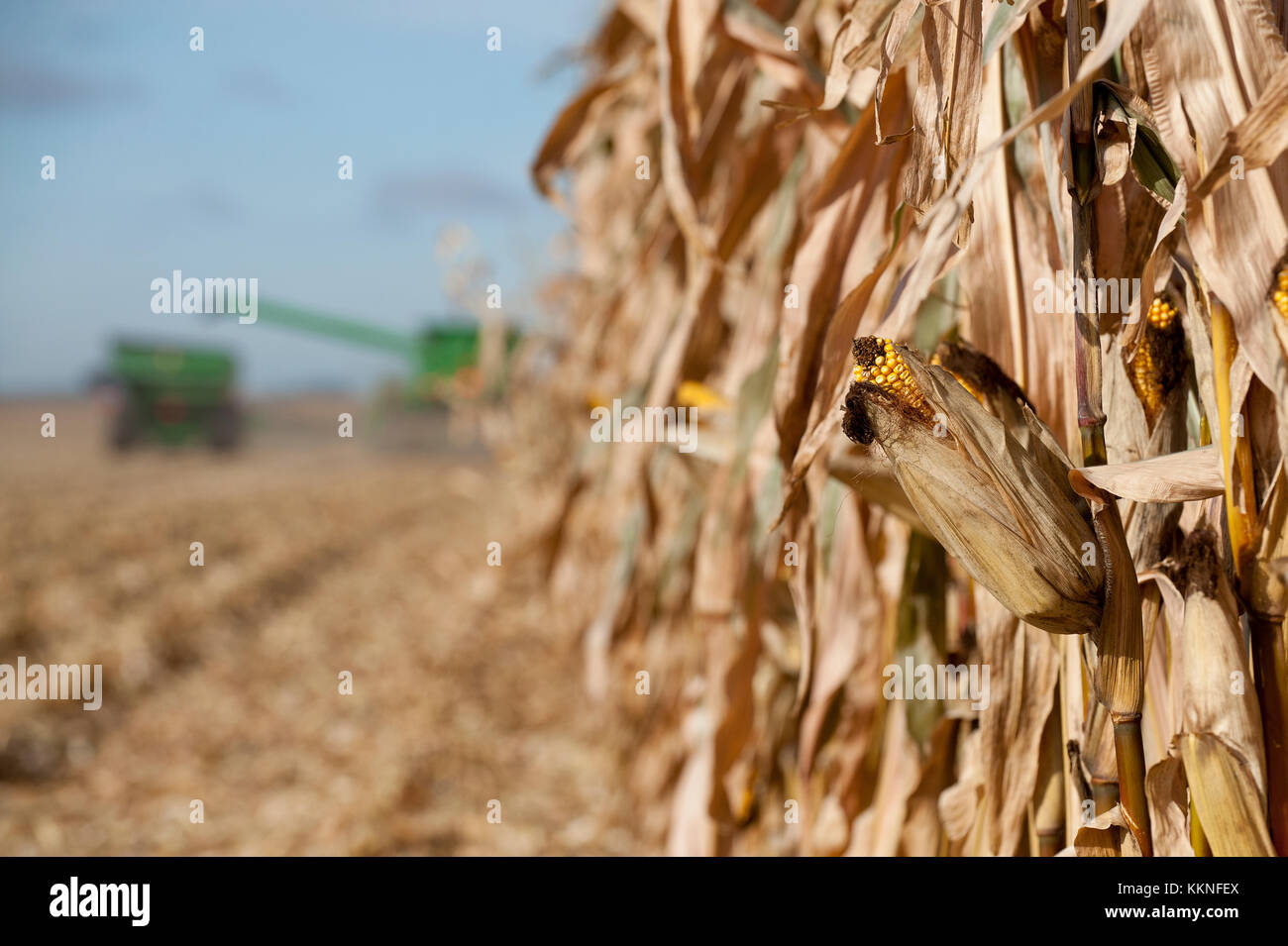 COMBINE HARVESTING CORN IN UTICA, MINNESOTA Stock Photo Alamy