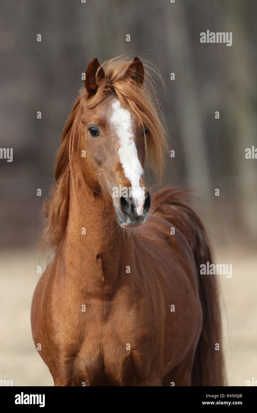 Hackney Pony High Resolution Stock Photography And Images Alamy Hackney Pony High Resolution Stock Photography And Images Alamy