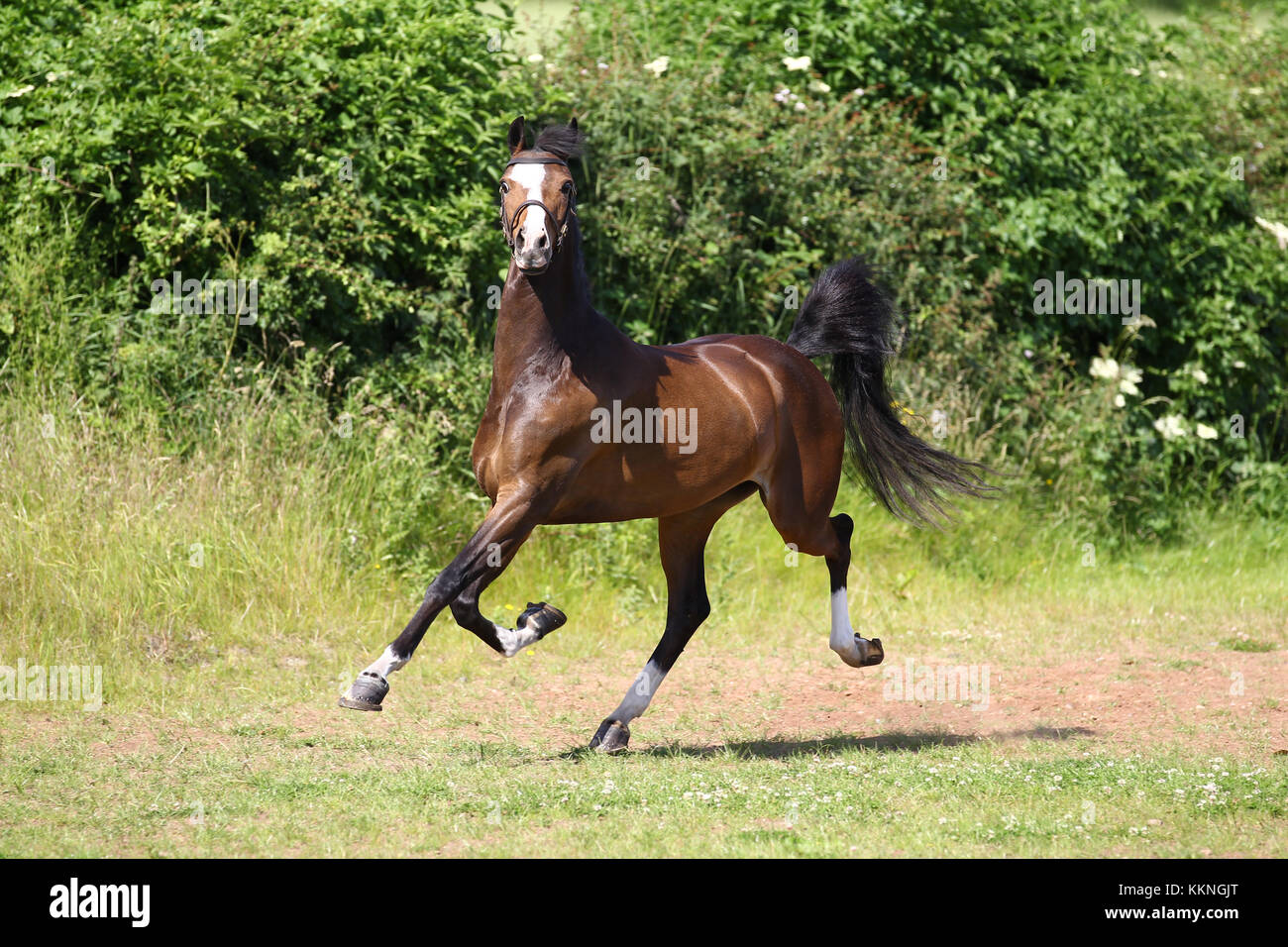 Hackney Pony Stock Photo Alamy Hackney Pony Stock Photo Alamy