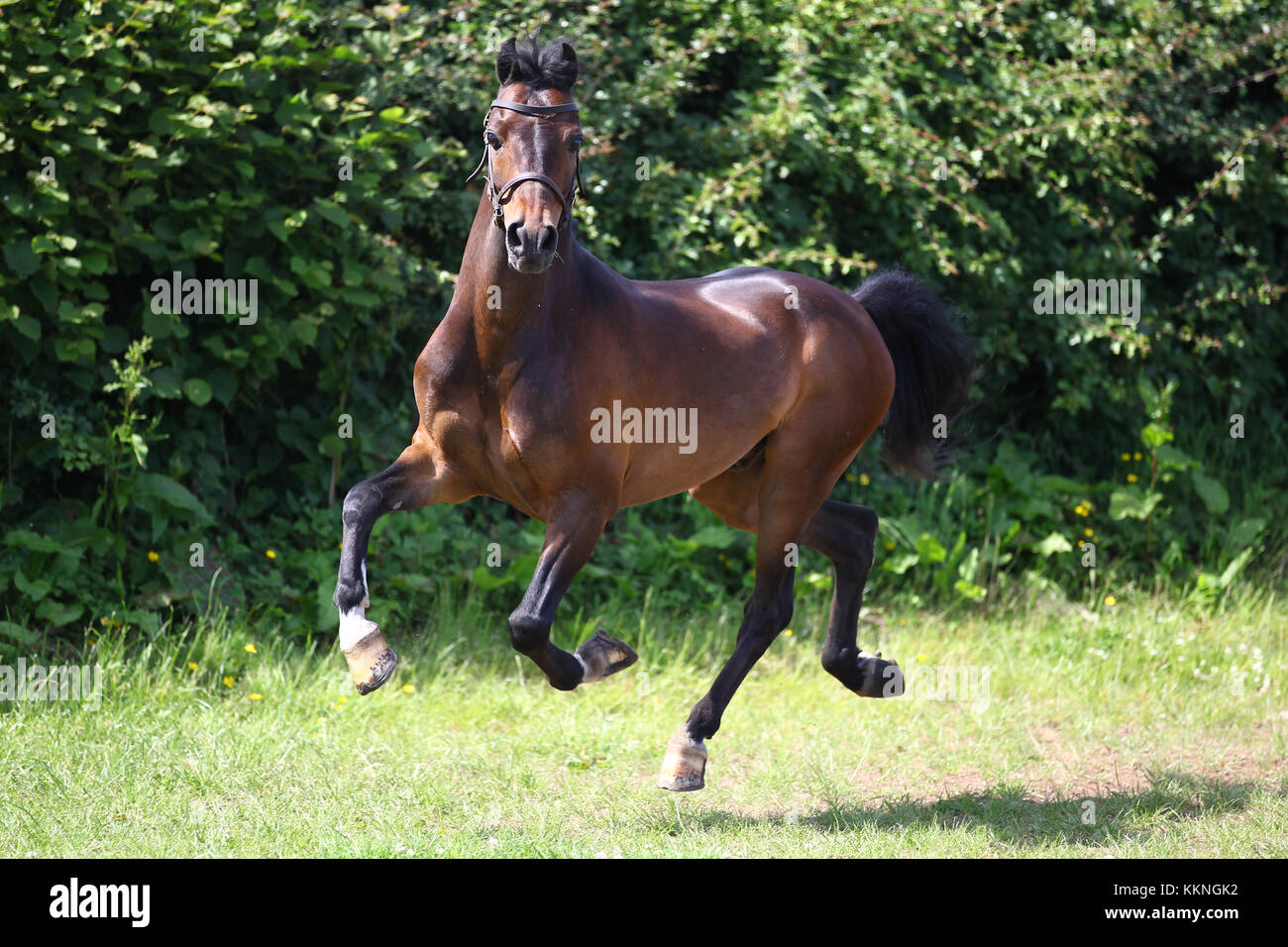 Hackney Pony High Resolution Stock Photography And Images Alamy