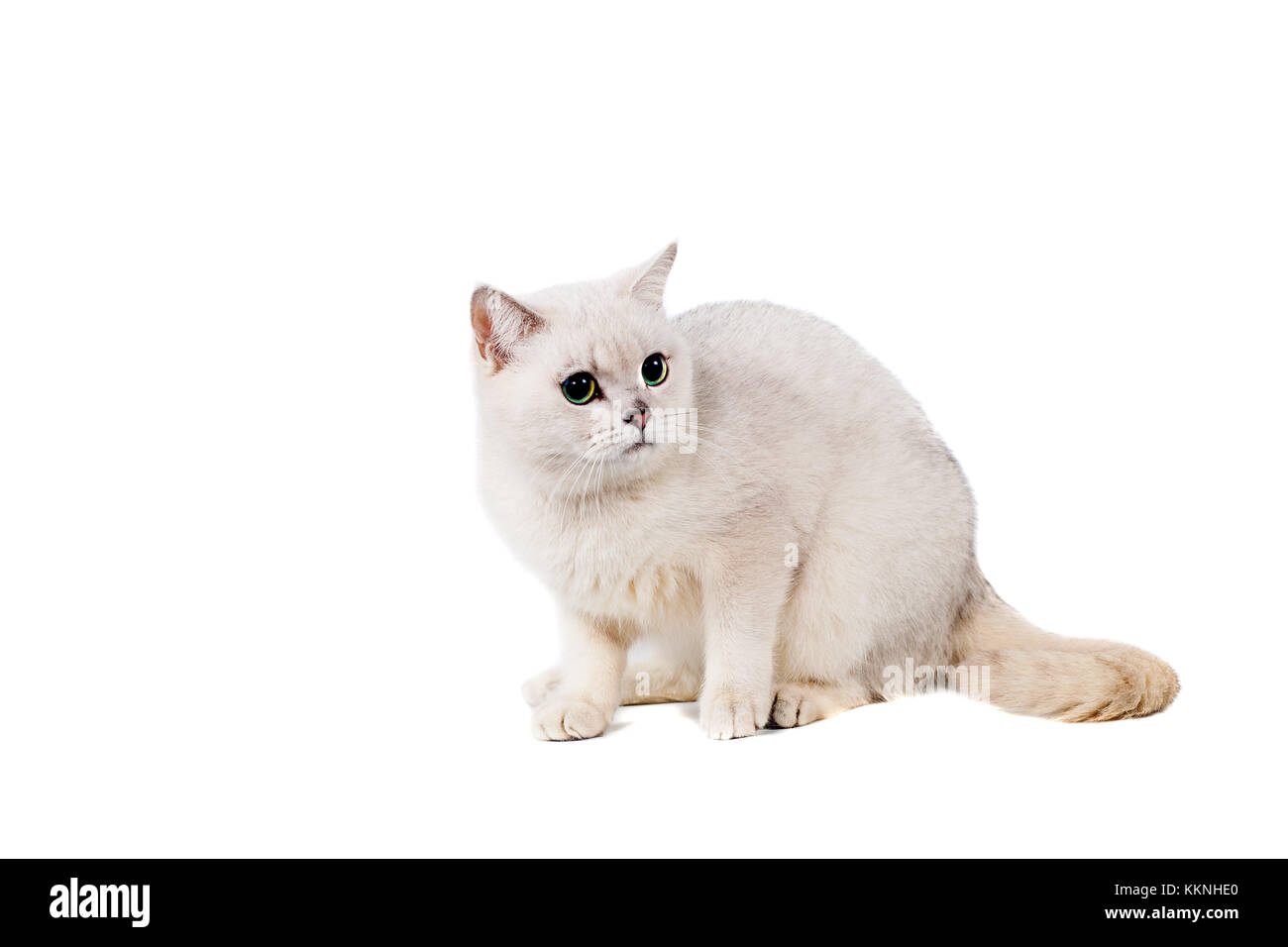 Light Gray Short Haired Cat Thoroughbred Burmilla Isolate On White