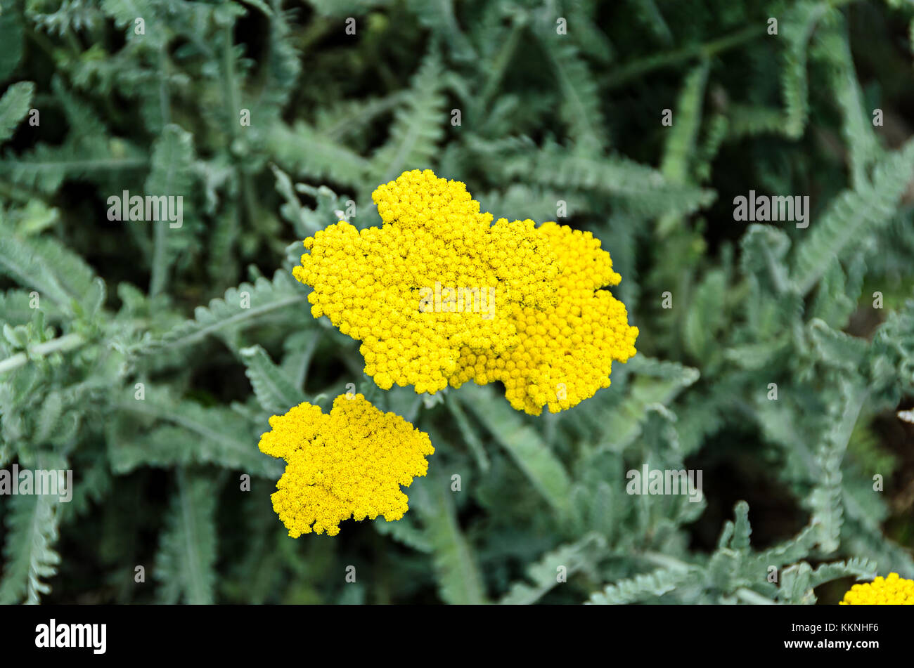Yellow yarrow flowers, green field bush plant, Achillea millefolium