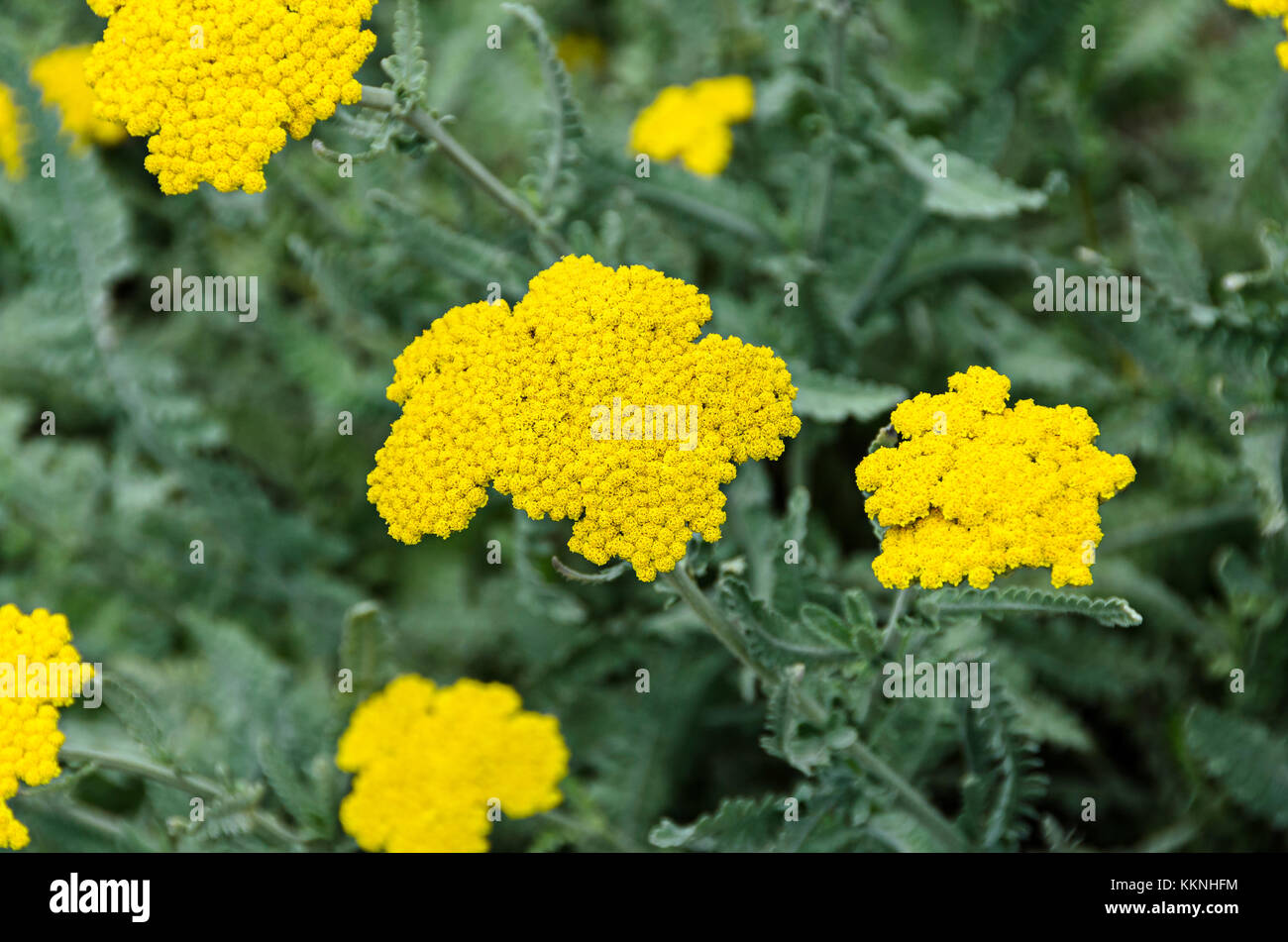 Yellow Yarrow High Resolution Stock Photography And Images Alamy