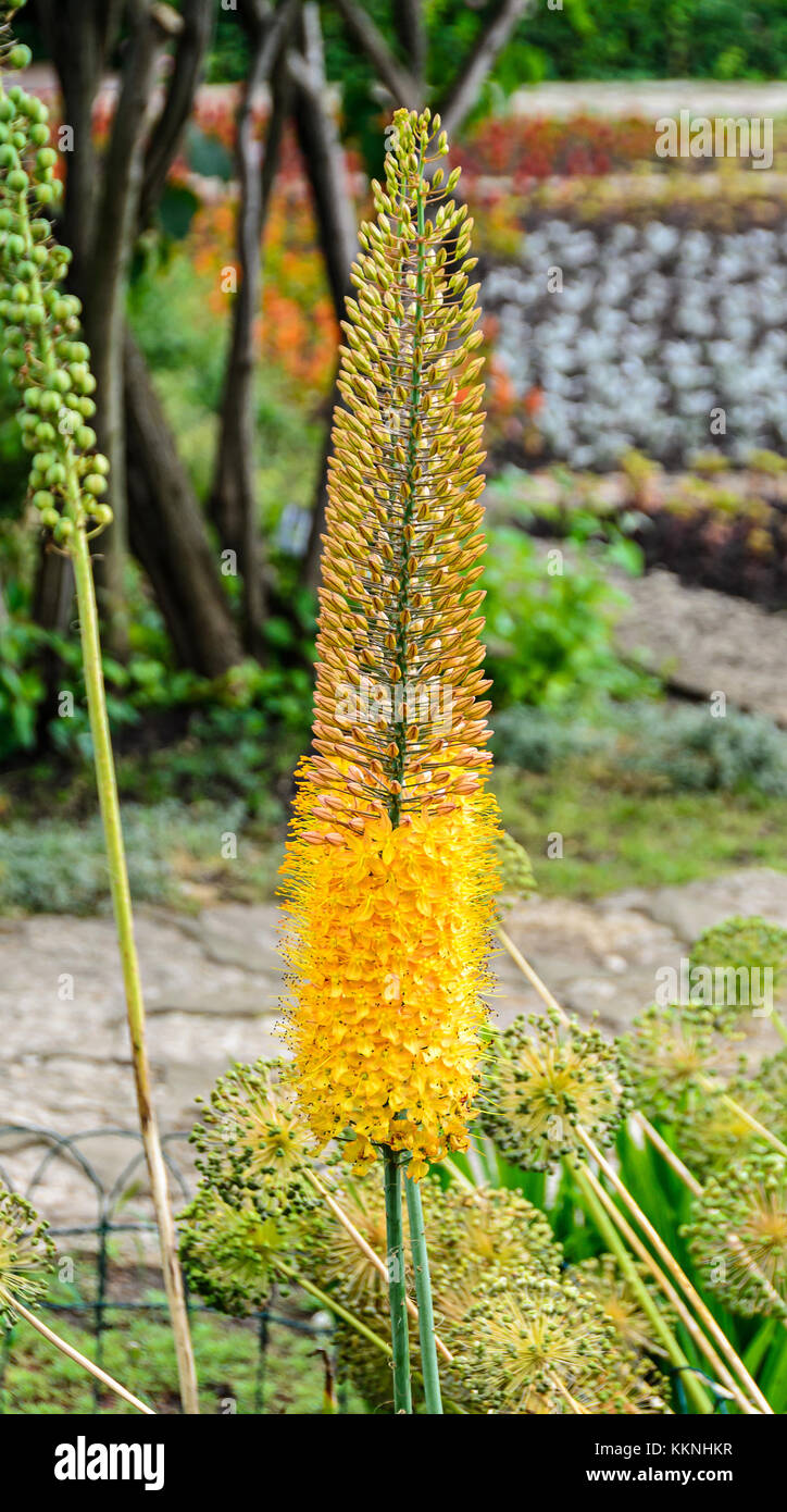 Foxtail lily yellow flower, Eremurus robustus close up Stock Photo Alamy