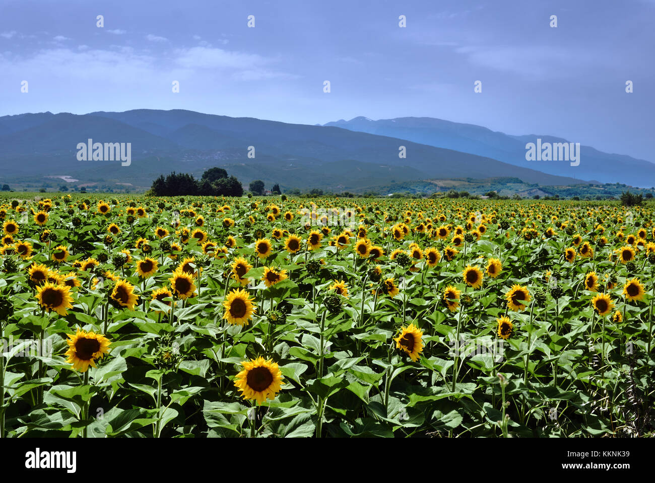 Sunflower Greek Definition at John Mcdorman blog