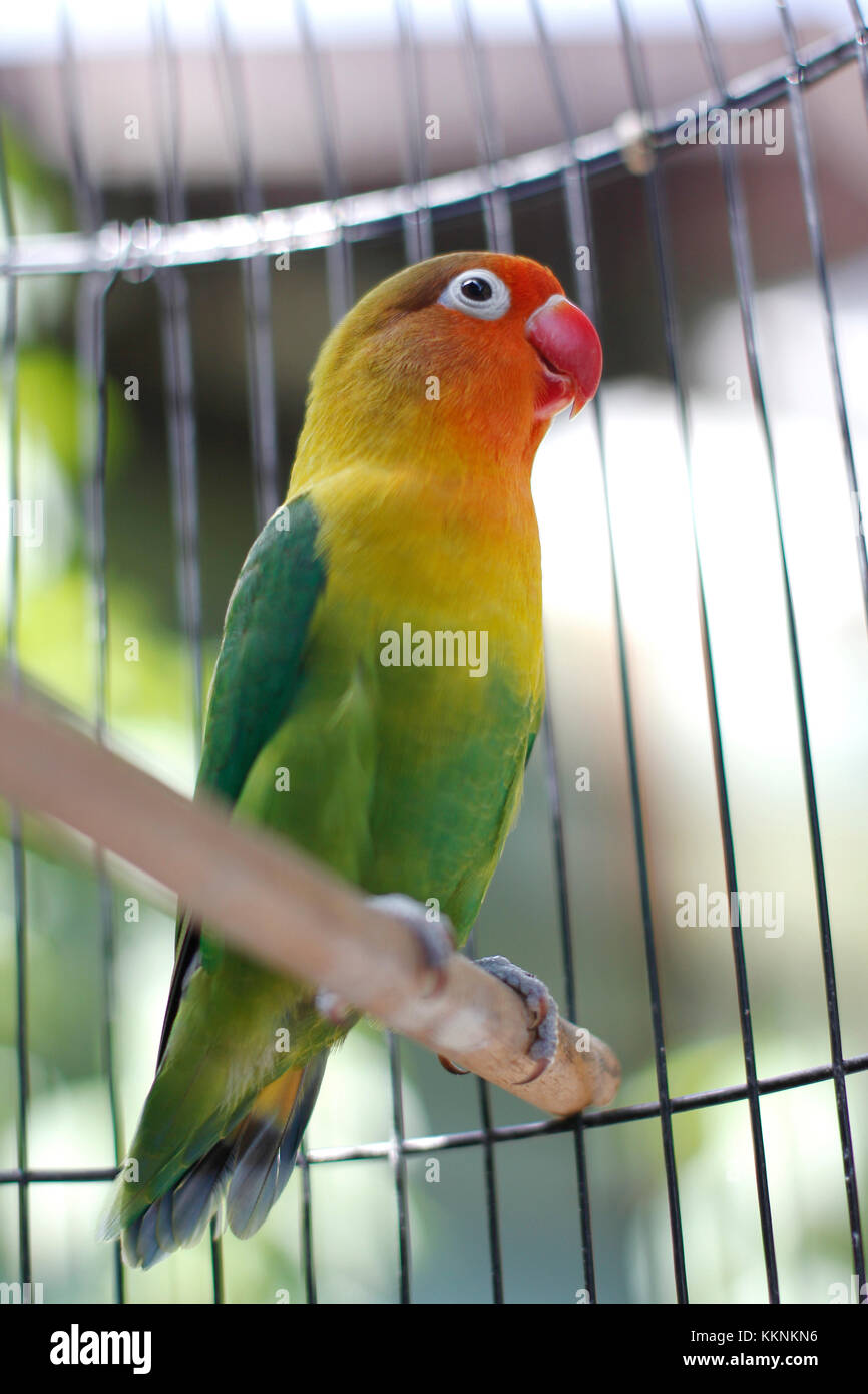 green and pastel of Lovebird sitting on the cage Stock Photo