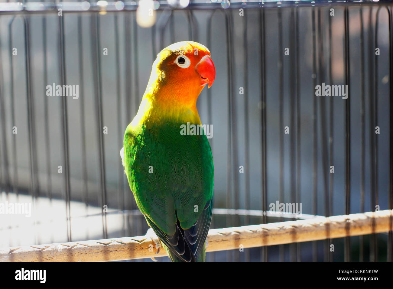 green and pastel of Lovebird sitting on the cage Stock Photo