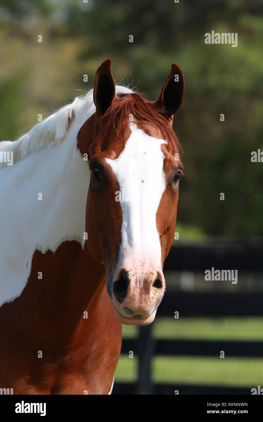 Paint Horse Headshot Stock Photo Alamy