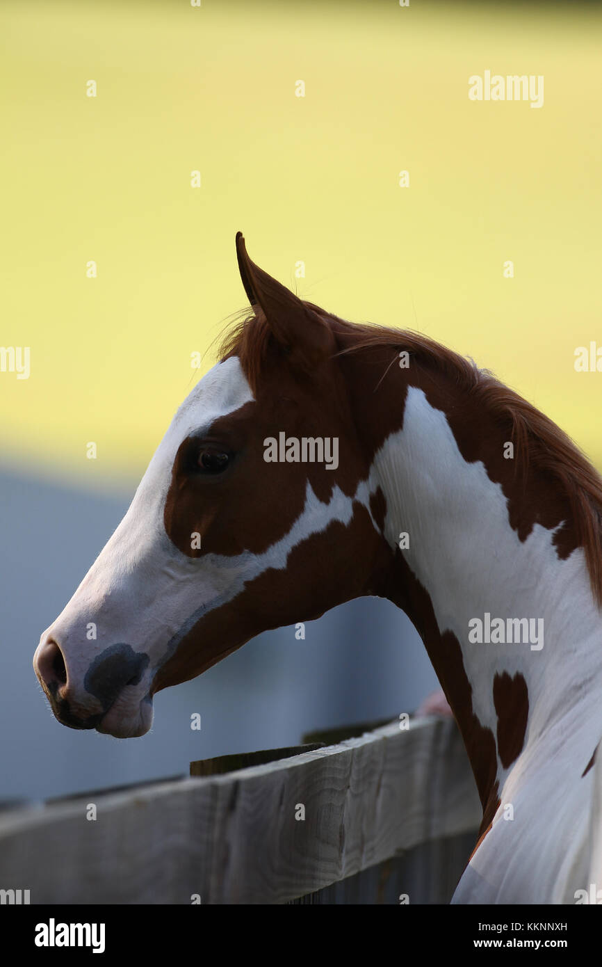 Paint Horse Looking Over Fence Stock Photo Alamy