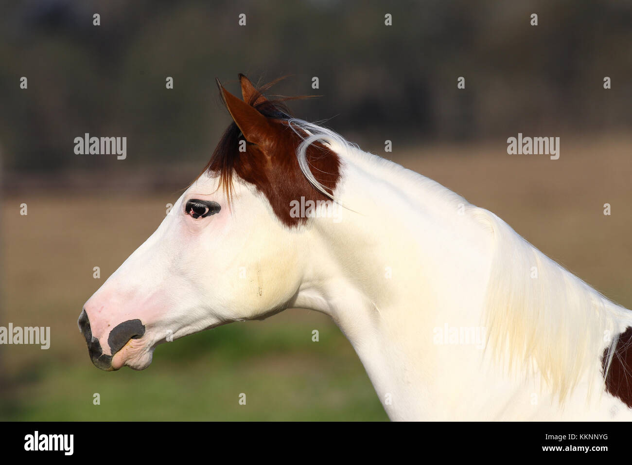 Medicine Hat Paint Horse Stock Photo 