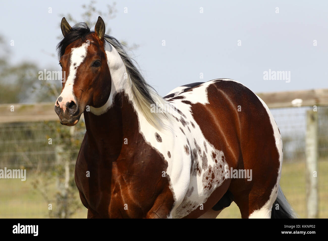 Tobiano Paint Horse Stallion Stock Photo Alamy