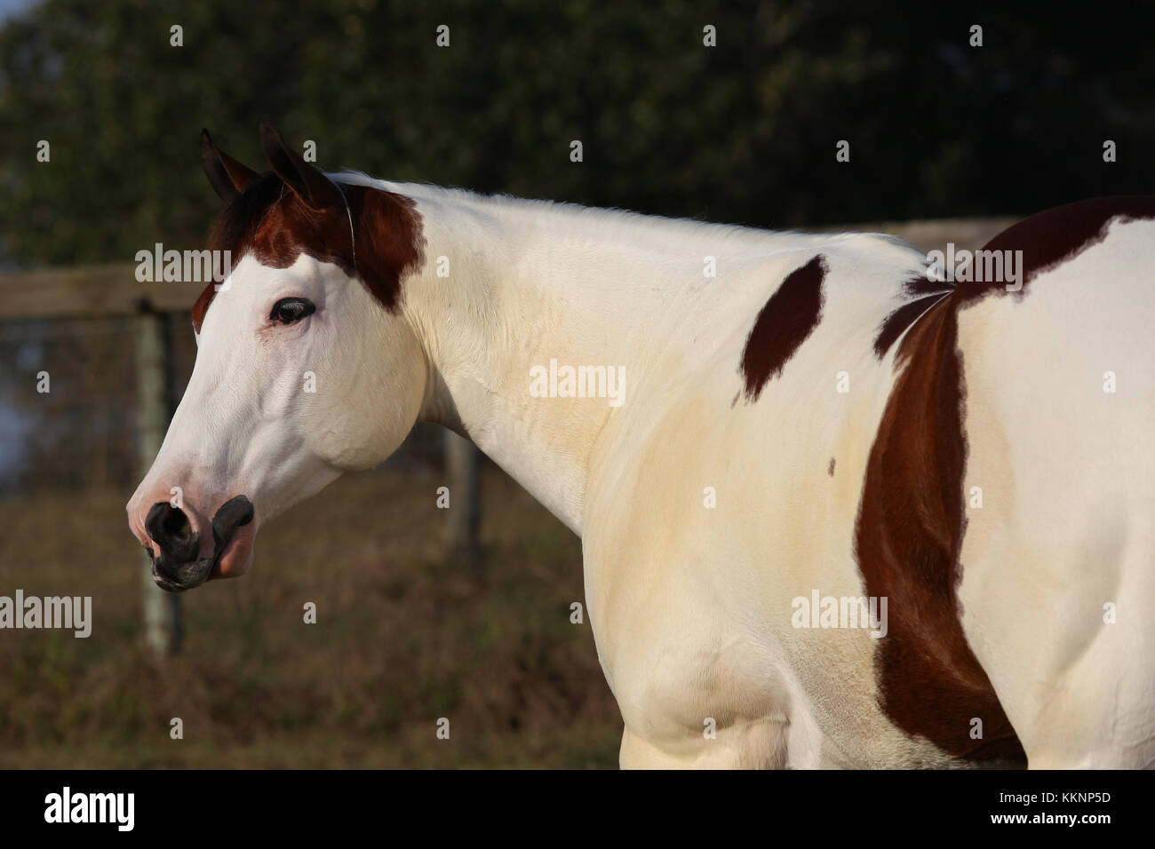 Tovero Paint Horse Stock Photo Alamy