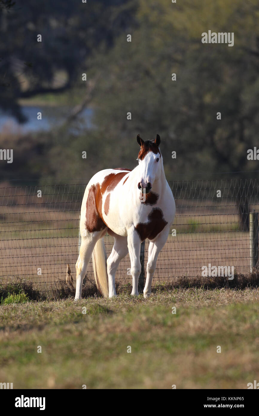 Tovero Paint Horse Stock Photo Alamy