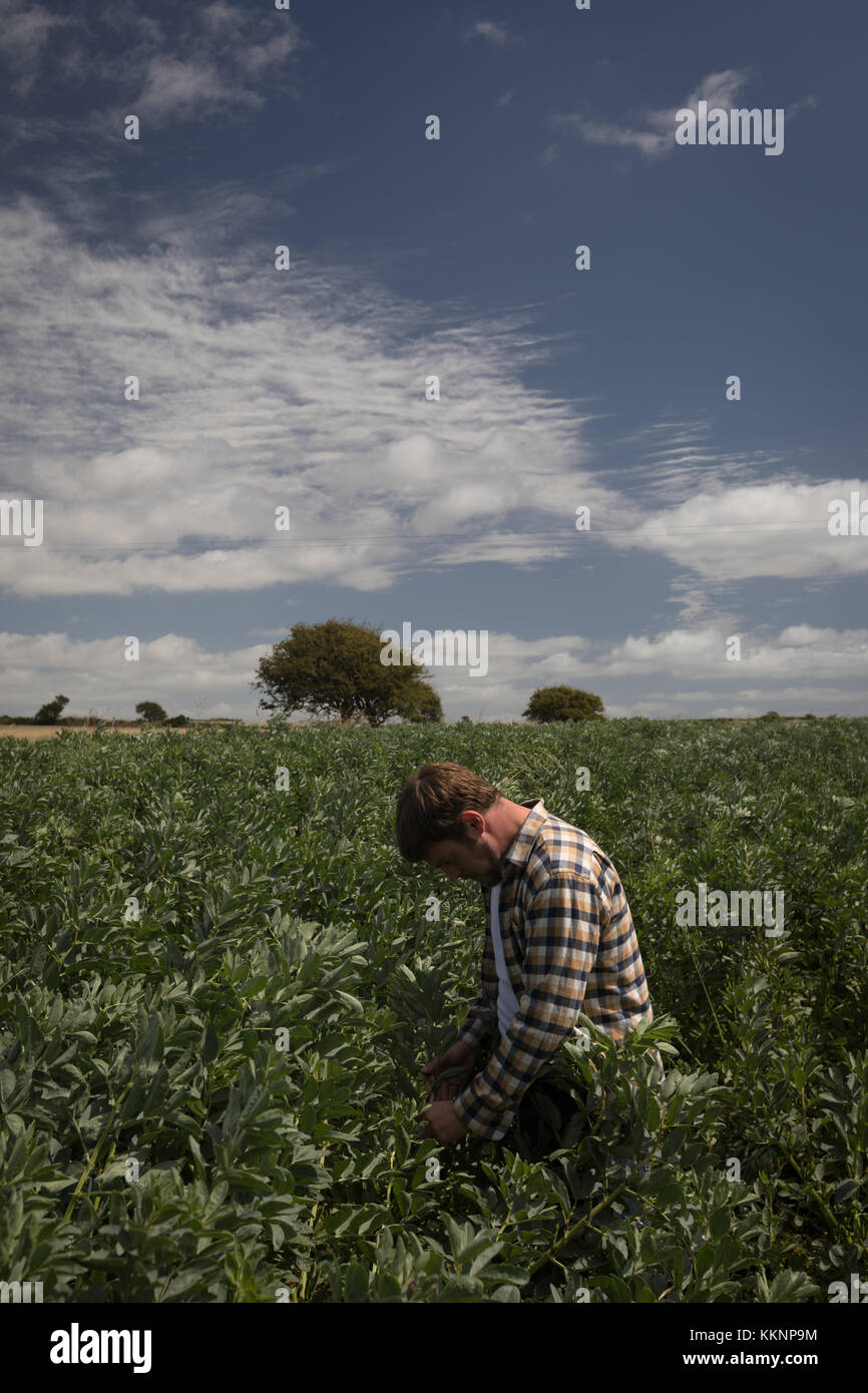 Farmer checking plants in field Stock Photo