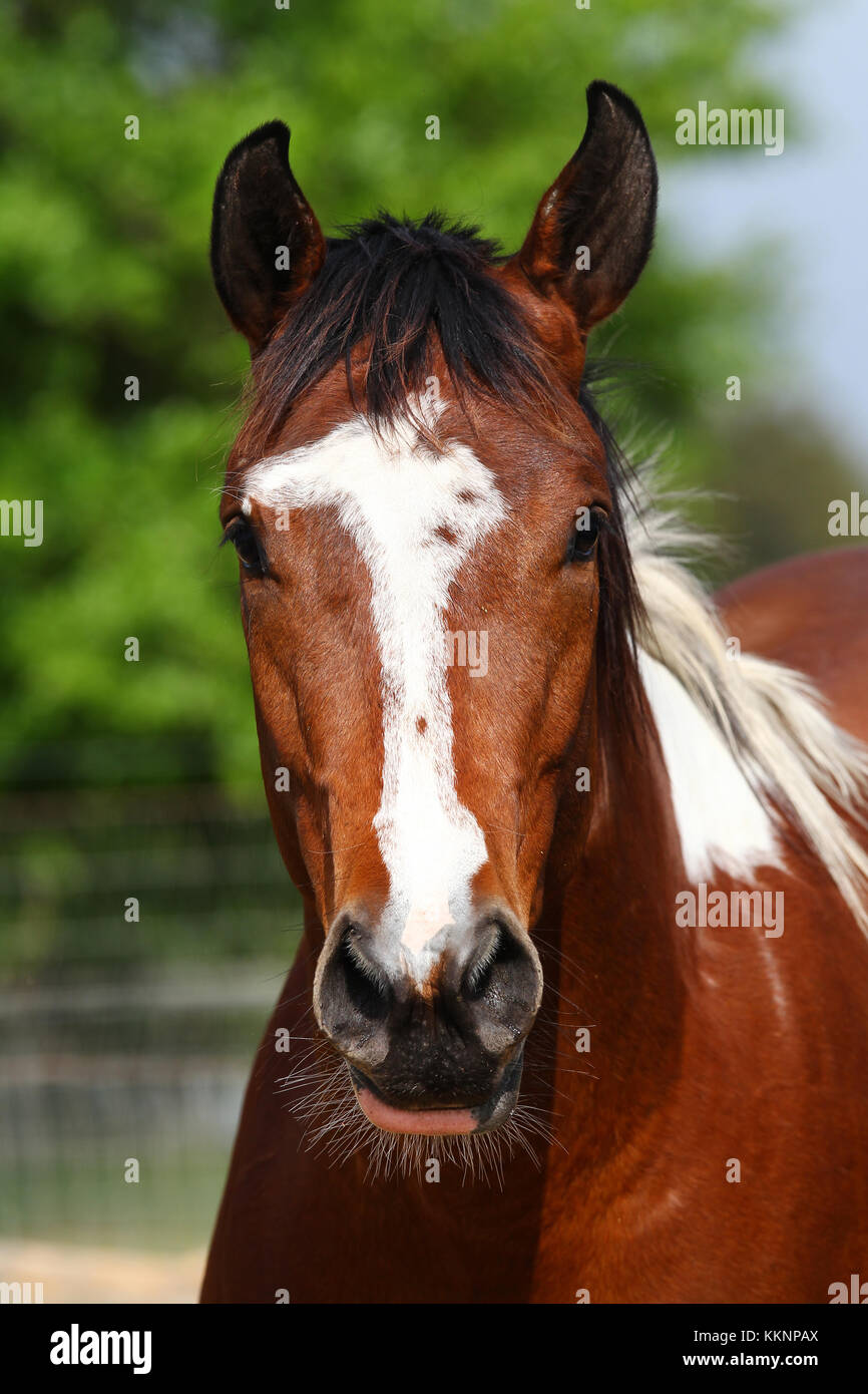 Bob langrish Stock Photos & Images from Alamy