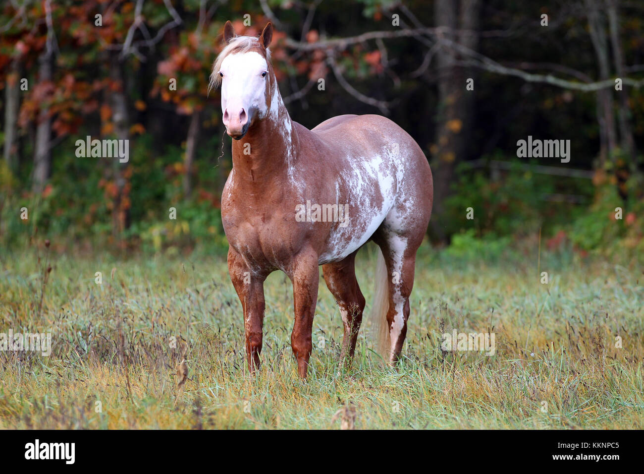 Overo Paint Horse Stallion Stock Photo Alamy