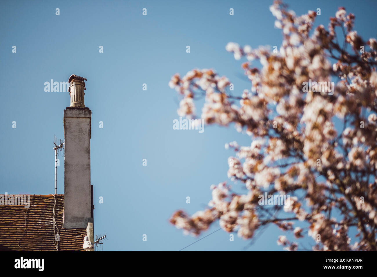 Typical British chimney beside blossoming cherry tree in spring, Brighton, England Stock Photo