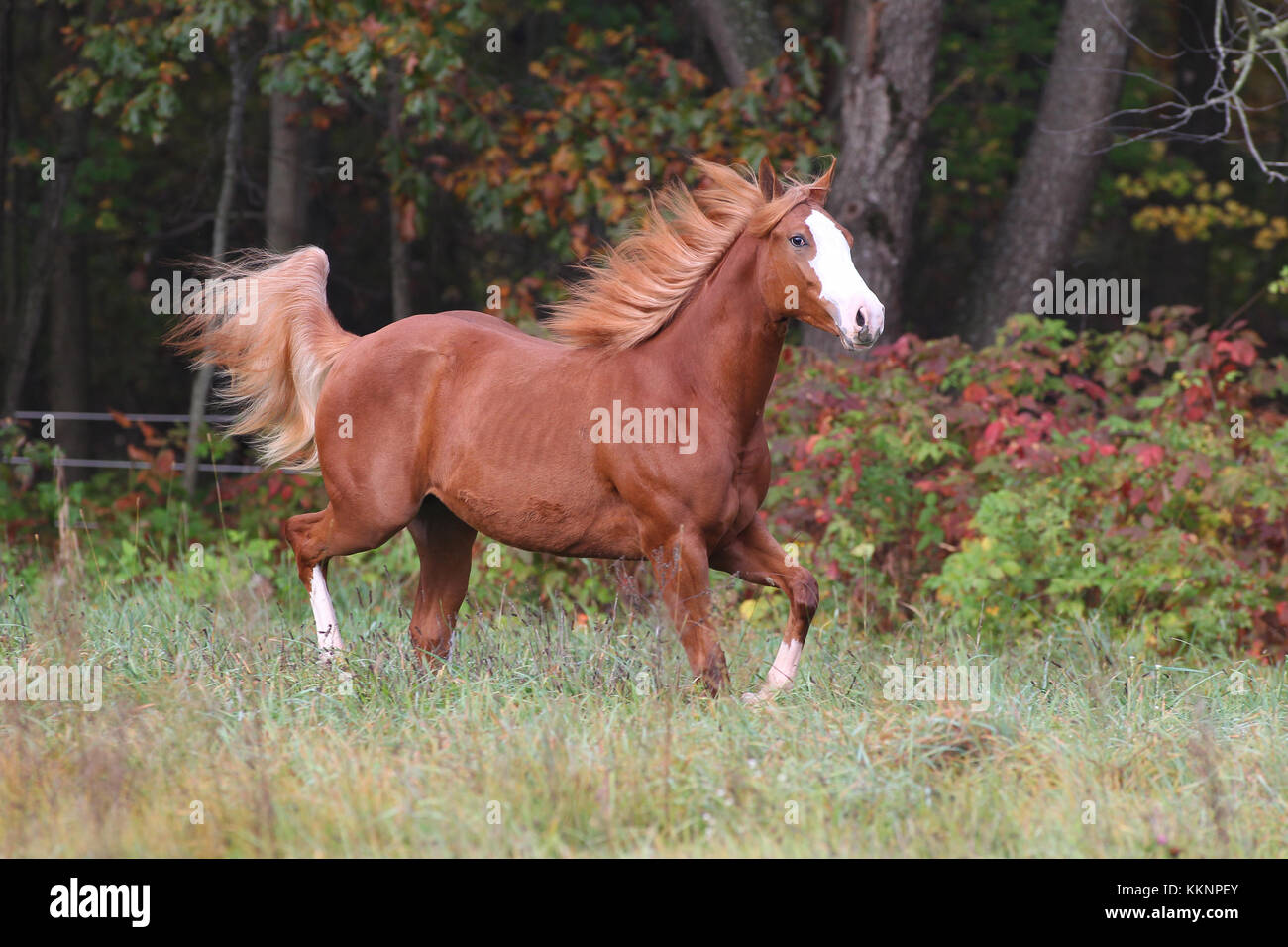 Paint Horse Mare Stock Photo Alamy