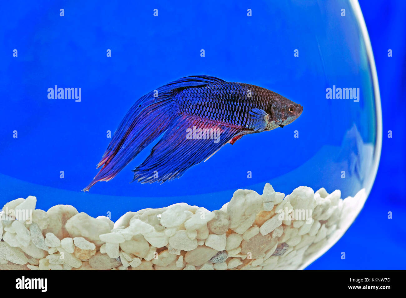 Siamese Fightingfish swimming in glass bowl Stock Photo
