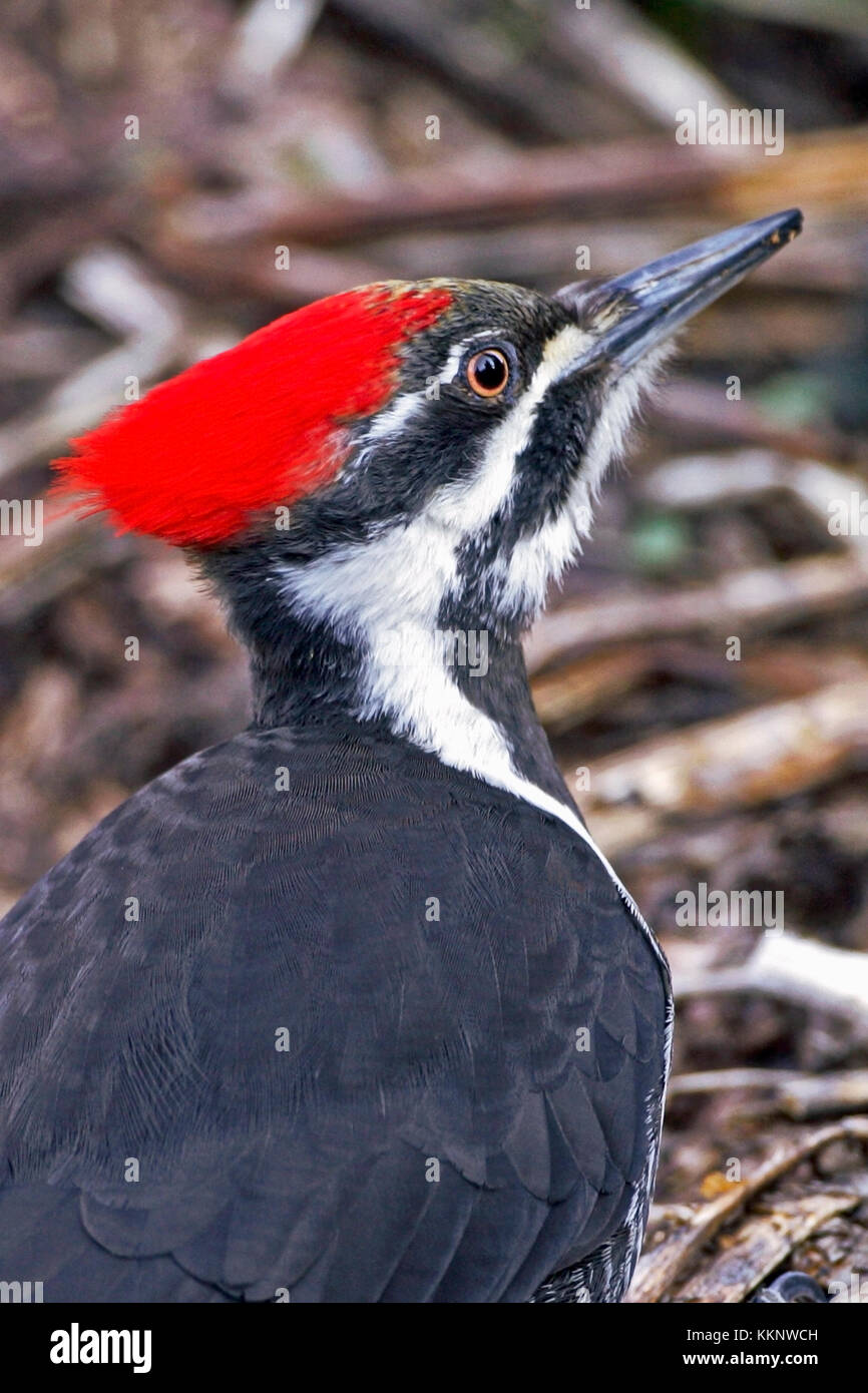 Pileated Woodpecker Head portrait, close up Stock Photo Alamy