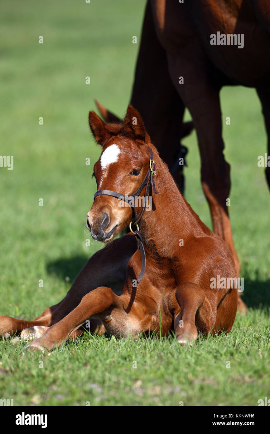 Horse lying down hires stock photography and images Alamy