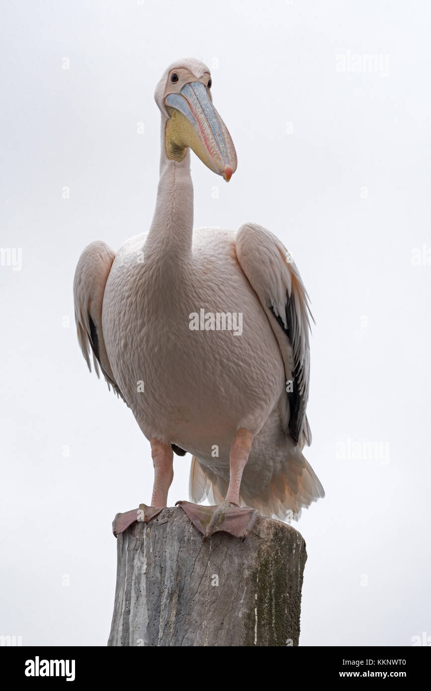 Great White Pelican on a post in Walvis Bay, Namibia Stock Photo