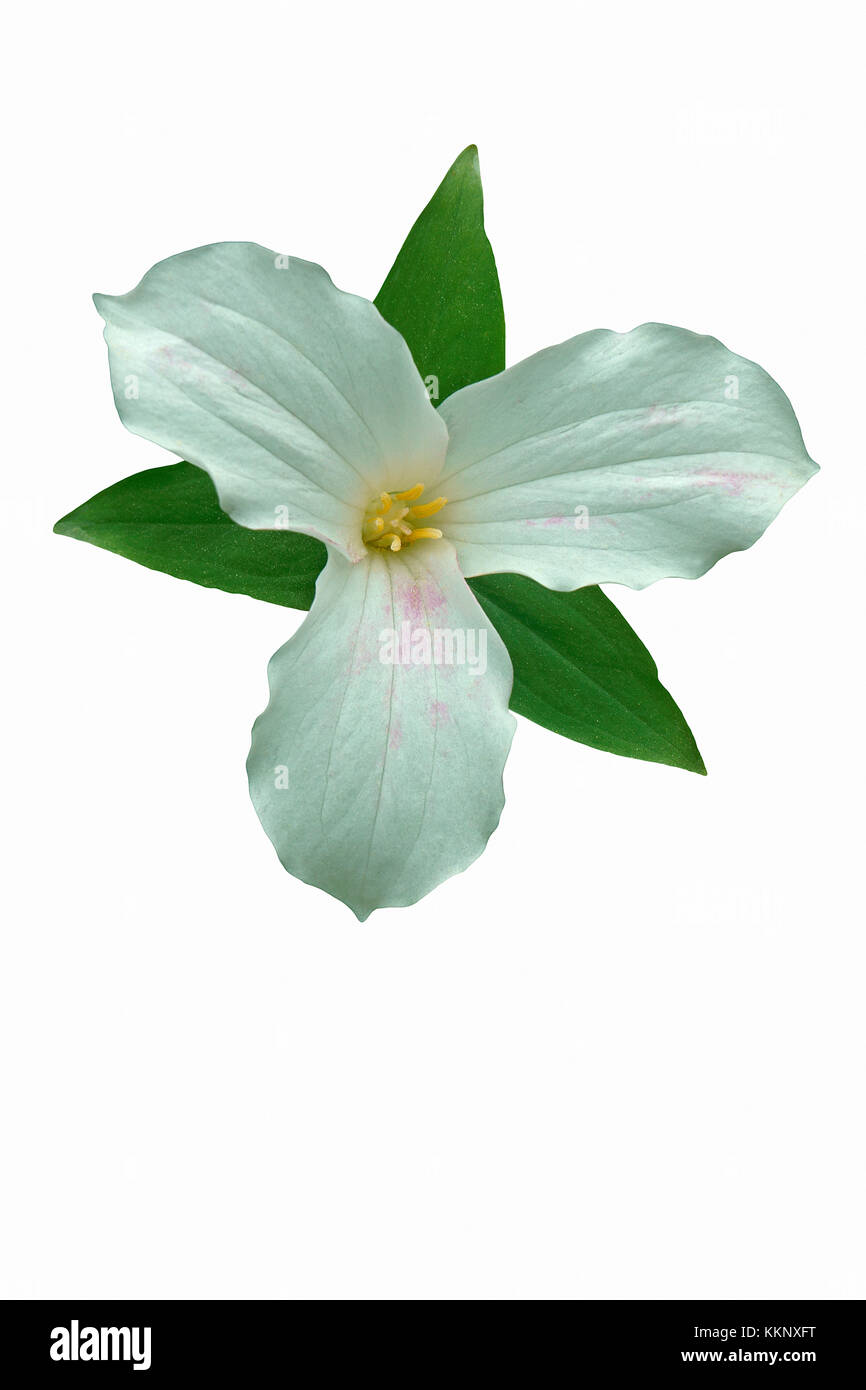 White trillium (Trillium grandiflorum). Called Large-flowered trillium, Great white trillium and Wake-robin also. Image of flower isolated on white ba Stock Photo