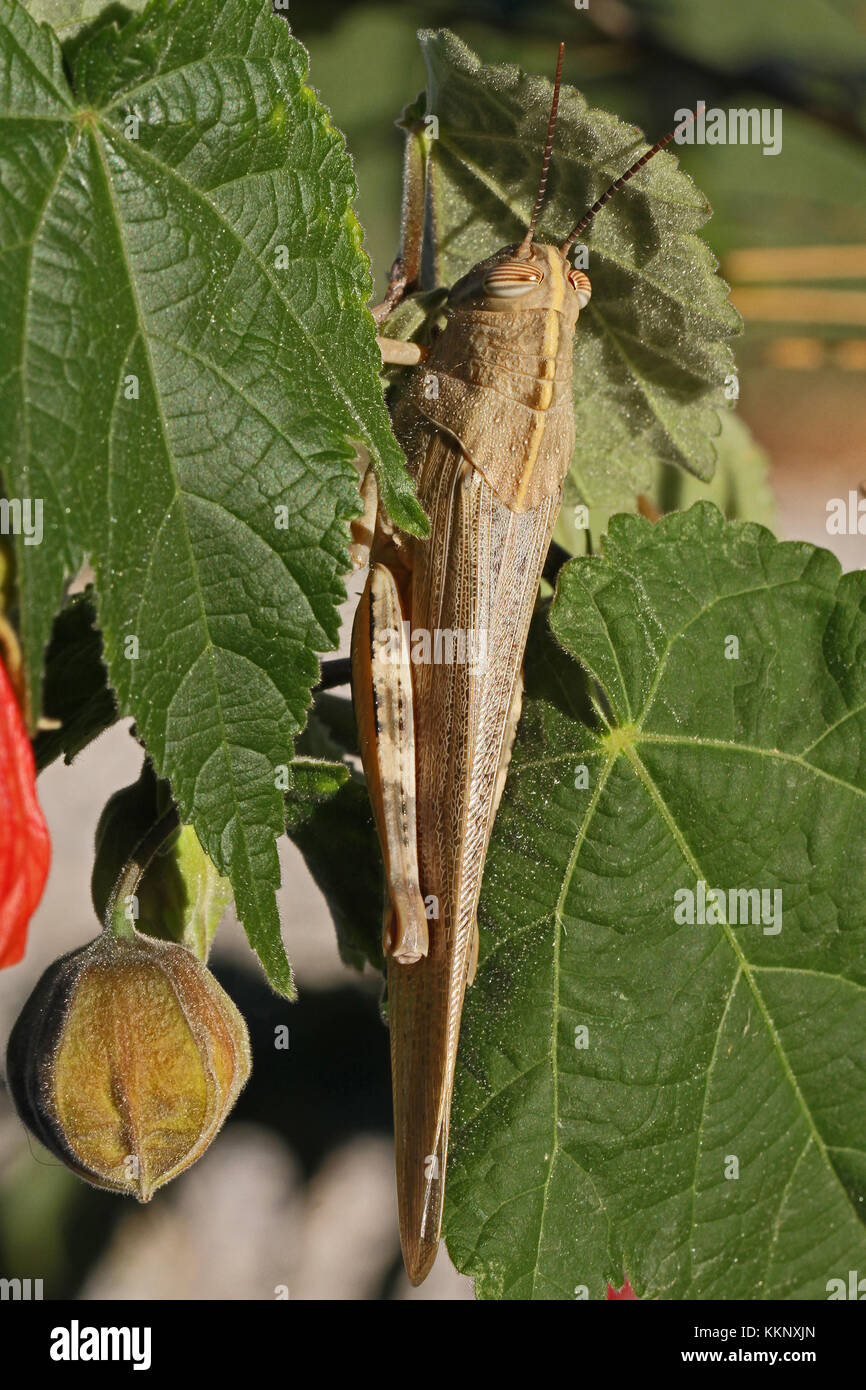 Egyptian or giant grasshopper on an abutilon plant extremely close up Latin name aegyptium anacridium with close up stripy eye in Italy Stock Photo