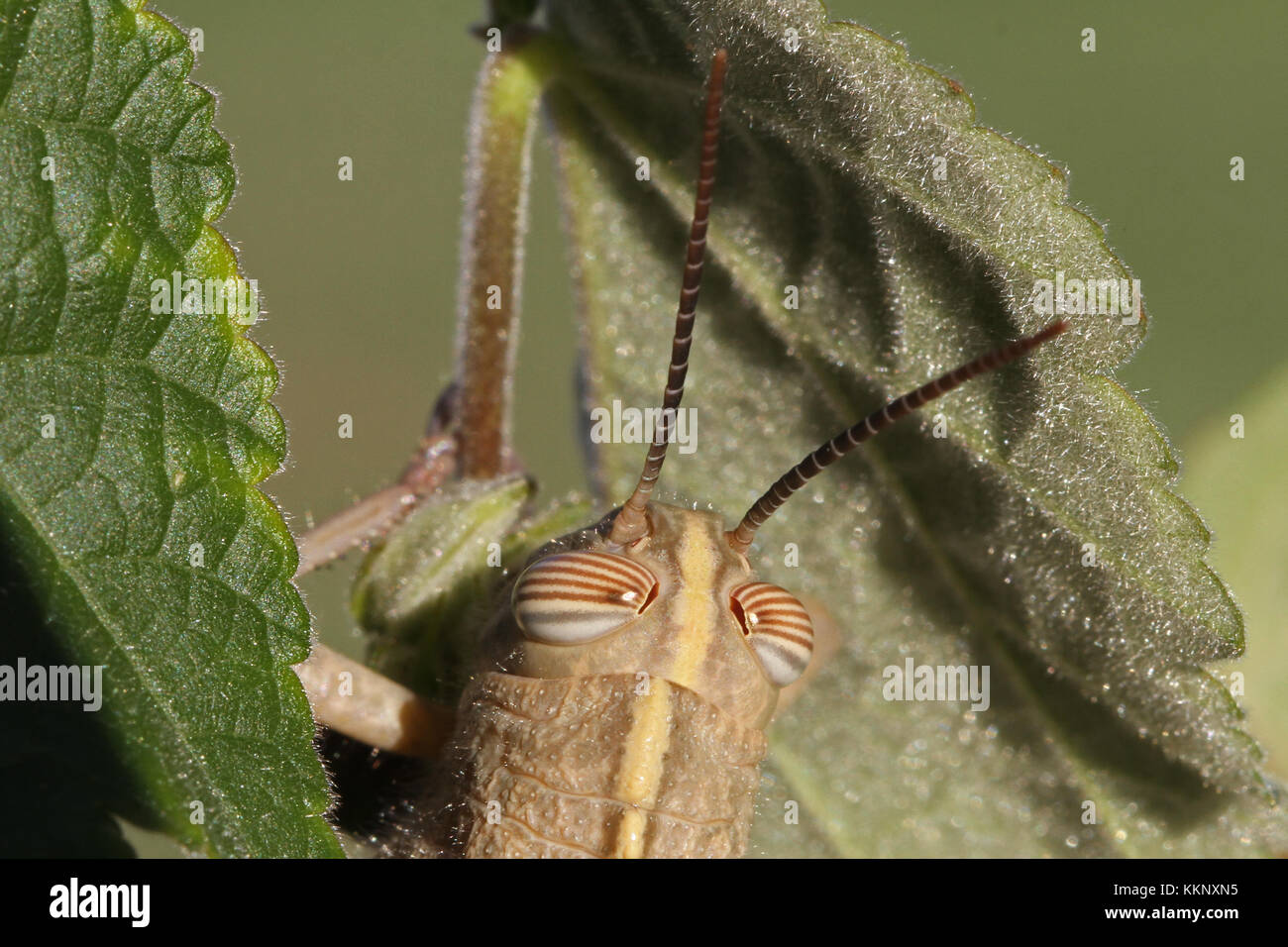 Egyptian or giant grasshopper on an abutilon plant extremely close up Latin name aegyptium anacridium with close up stripy eye in Italy Stock Photo