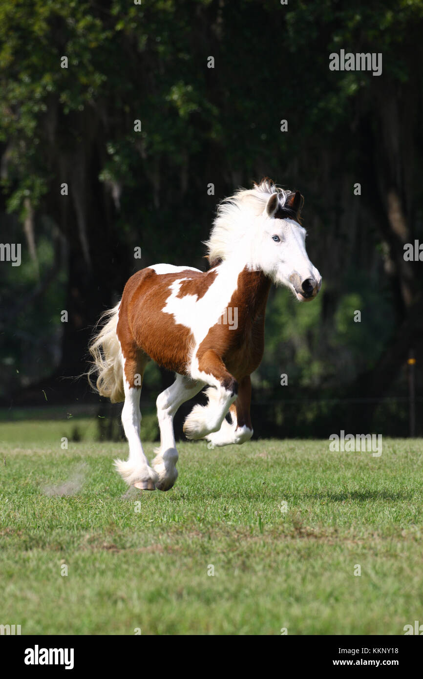Clydesdale cross youngster Stock Photo Alamy