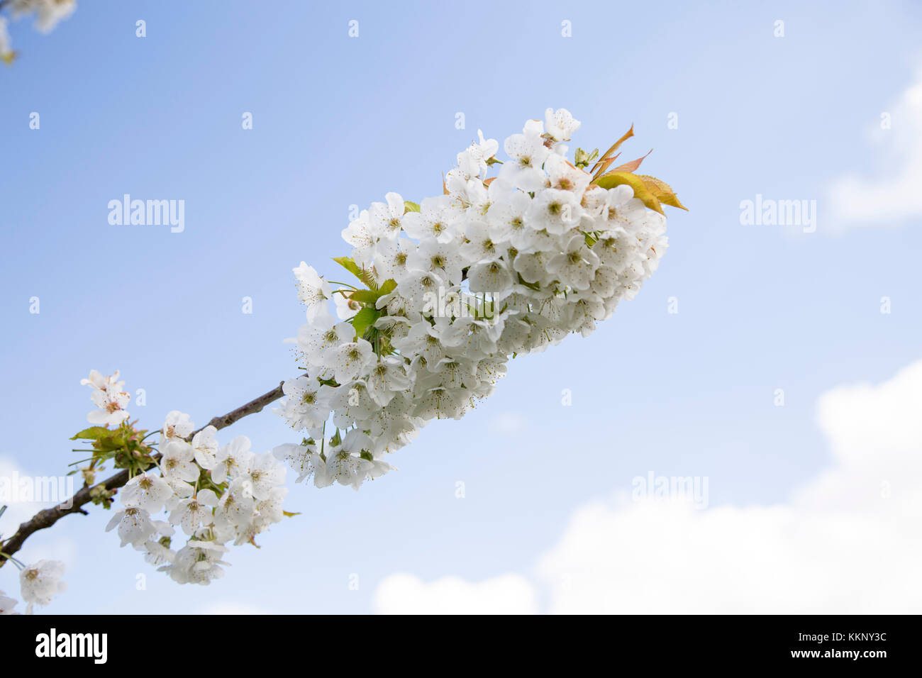 White cherry blossom on a cherry tree in an english garden against a blue sky at spring time Stock Photo