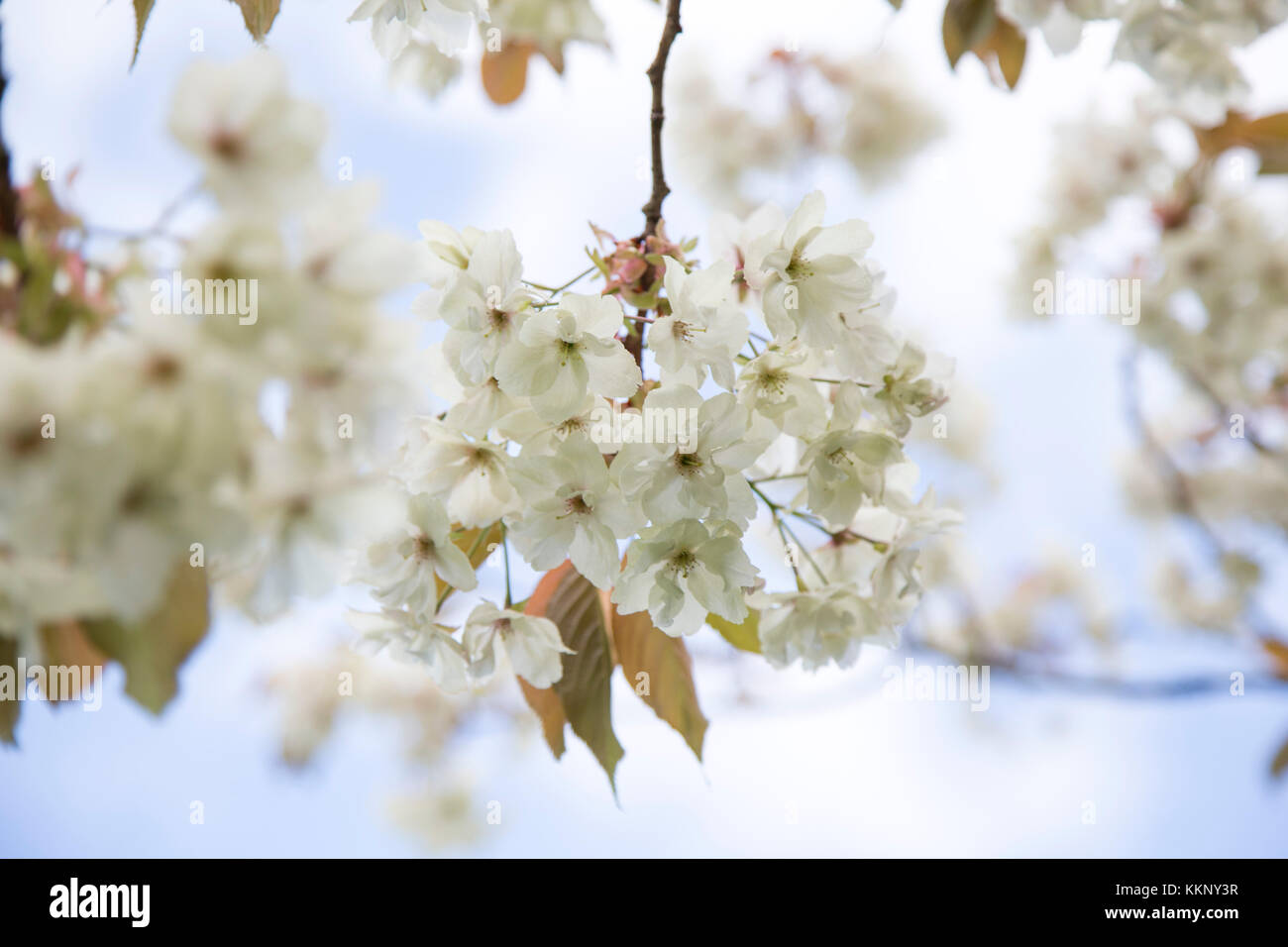 White cherry blossom on a cherry tree in an english garden against a blue sky at spring time Stock Photo