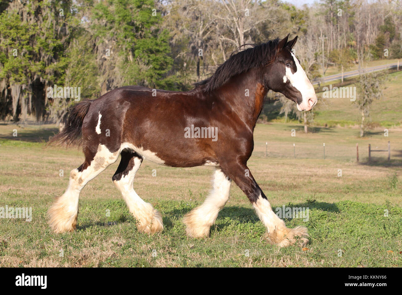 Clydesdale High Resolution Stock Photography and Images - Alamy