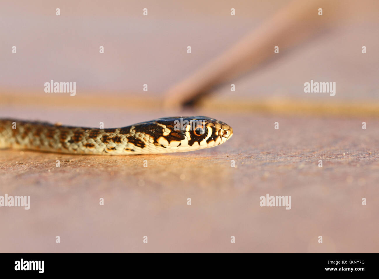 Green or Western whipsnake or whip snake close up in Italy Latin name hierophis or coluber viridiflavus Stock Photo