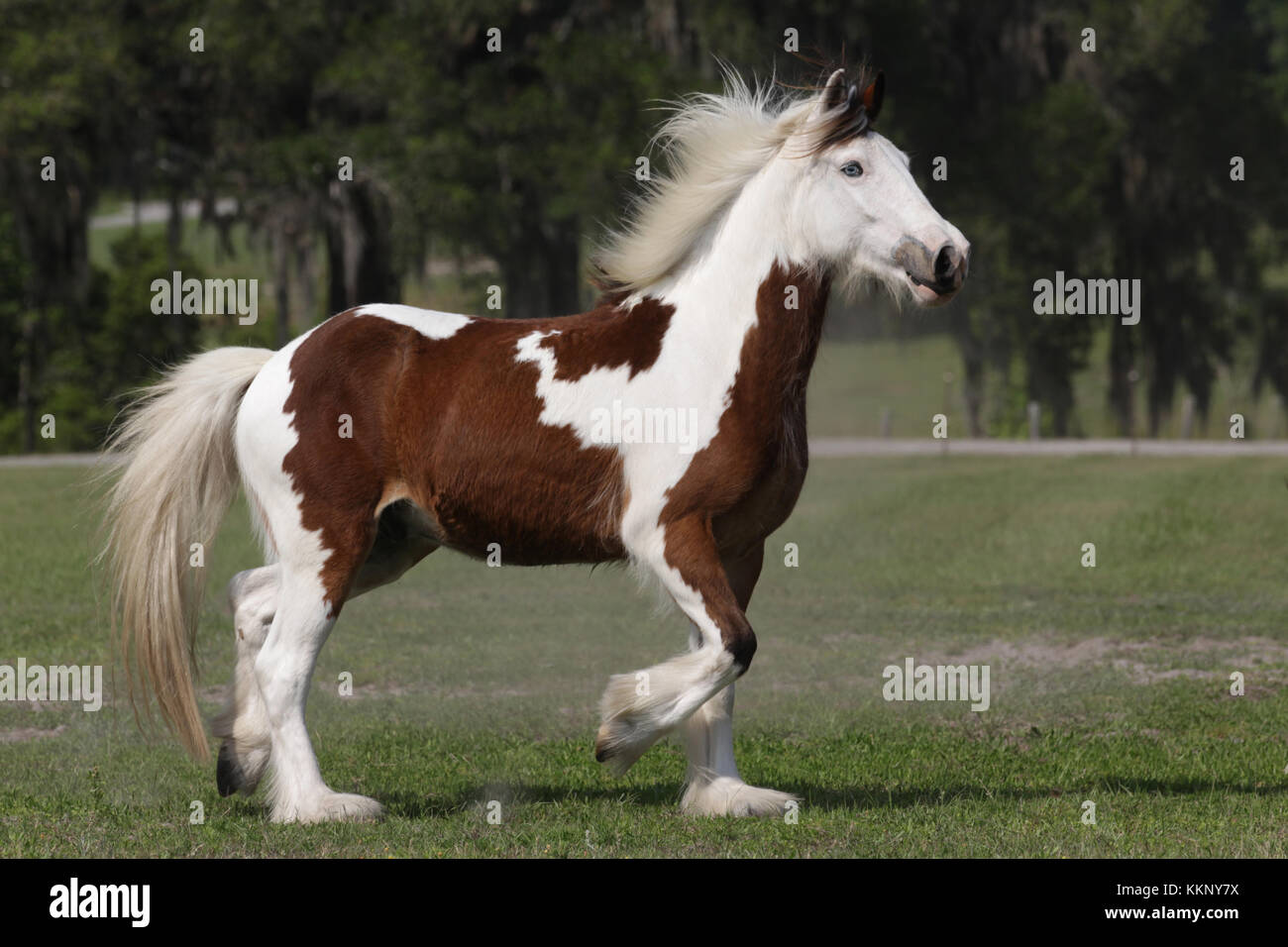 The clydesdale horse hires stock photography and images Alamy