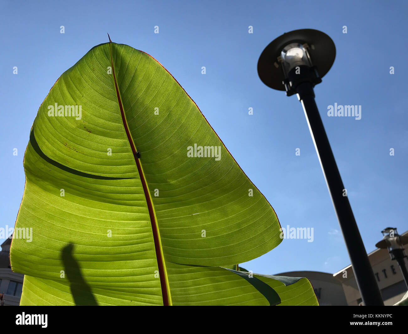 Gigantic tropical plant leaf. Stock Photo