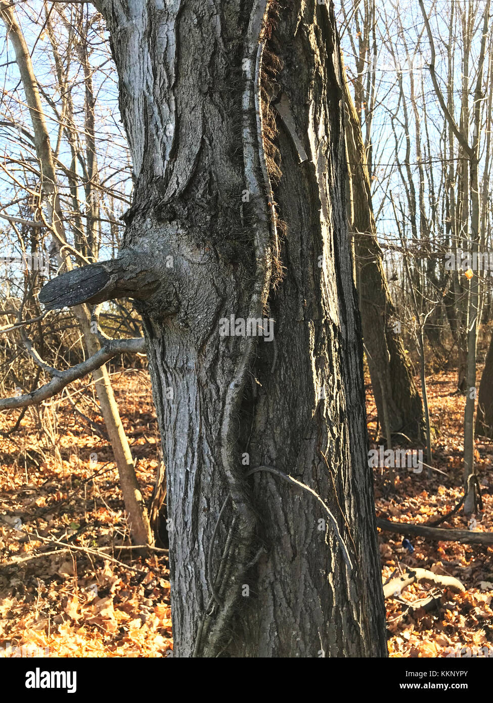 Dead ash tree trunk. Stock Photo