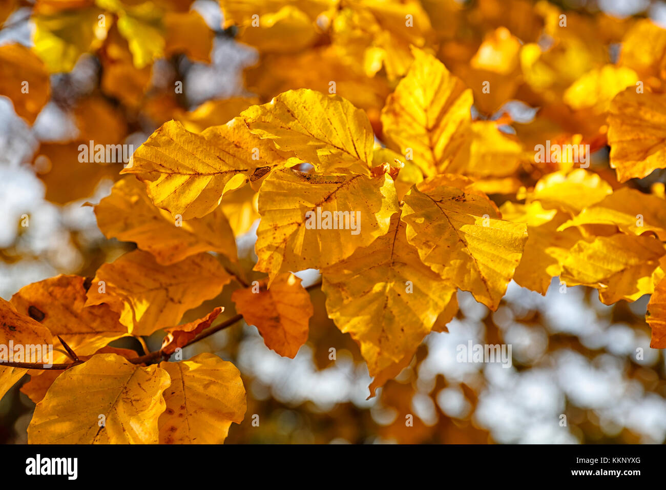 Copper coloured Beech tree leaves (Fagus sylvatica) in Autumn Stock